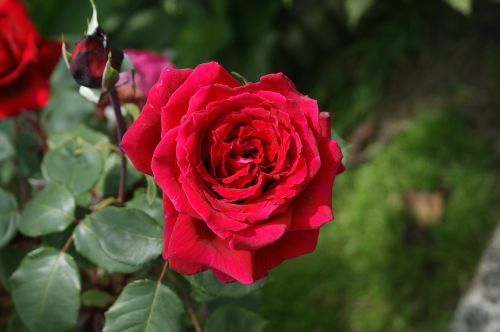 rosa flower red