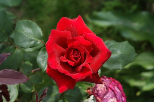 rosa flower red