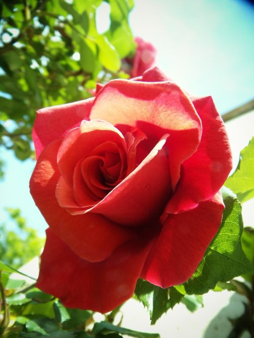 rosa red flower
