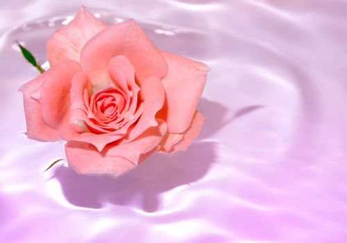 rosa flower water