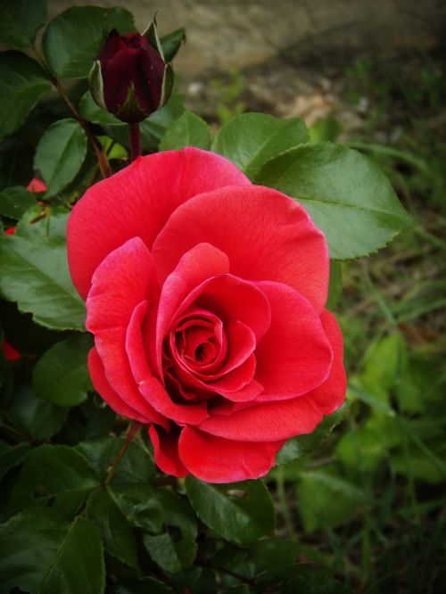 rosa red petals