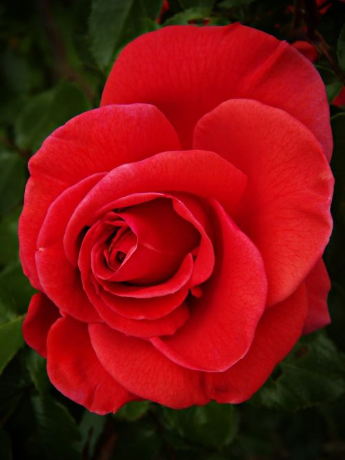 rosa red rose beauty