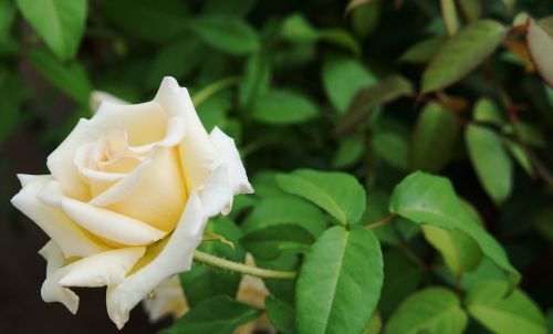 rosa white thorn