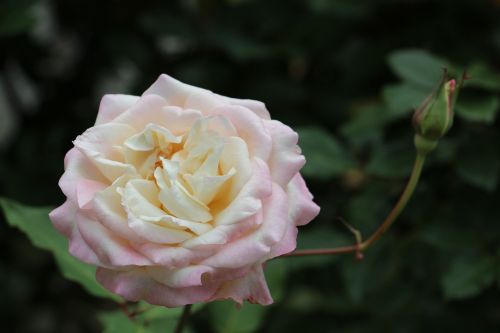 rosa flower white
