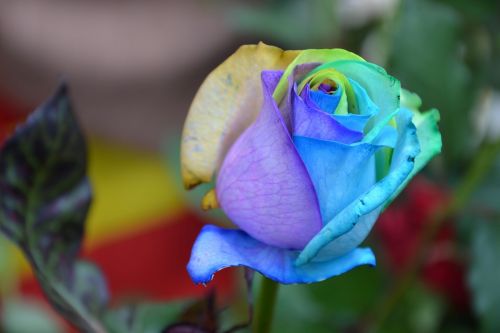 rosa flower rainbow