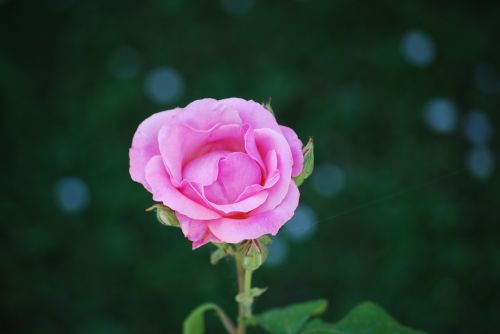 rosa flower blossomed
