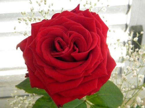 rosa roses flower