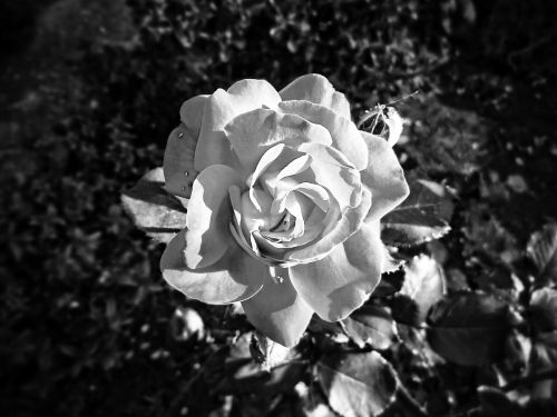rosa black and white flower