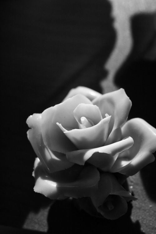 rosa flower white black