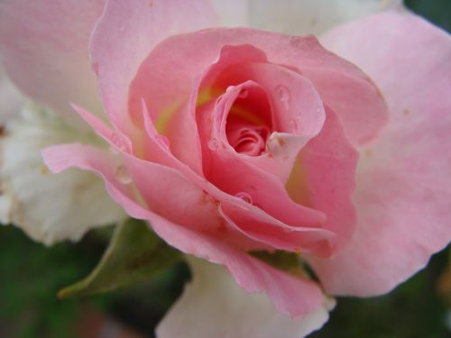 rosa flower nature