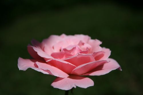 rosa pink flower flowers