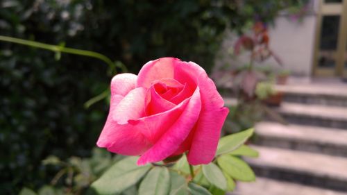 flower nature petals