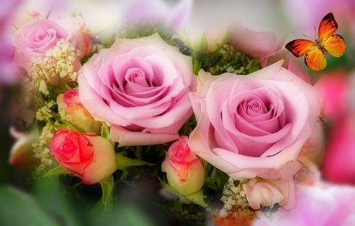 rosa roses pink lilac