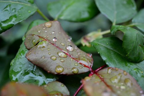 rosa water drop