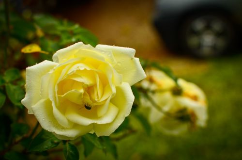 Yellow Rose