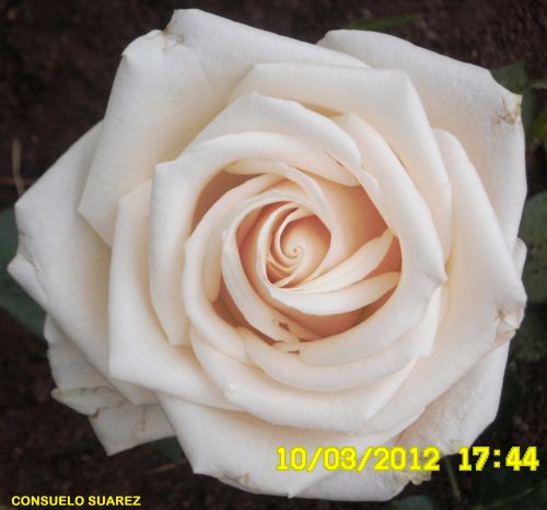 White Rose