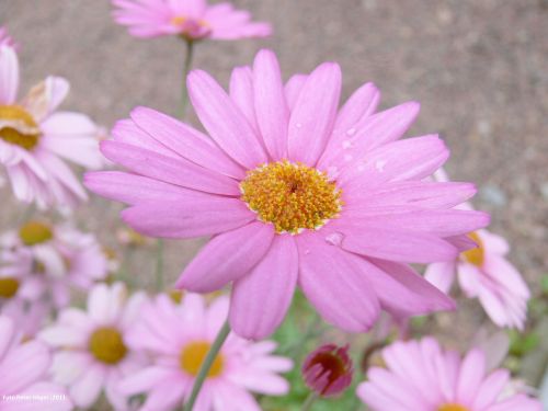 Pink Flower