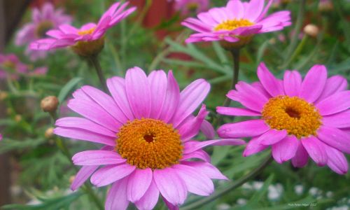 Pink Flowers