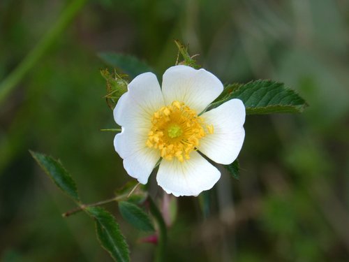 rosa canina  wild flower  wild rose