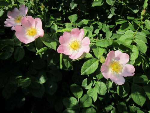 rosa canina dog-rose wildflower