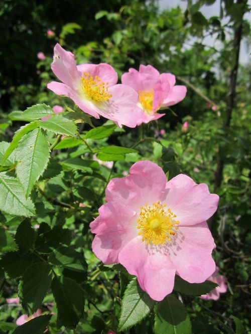 rosa canina dog-rose shrub