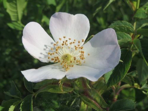 rosa canina dog rose blossom