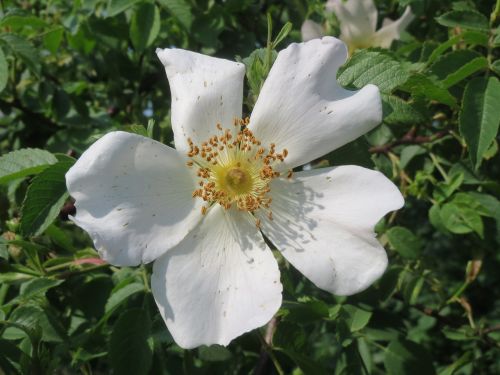 rosa canina dog rose blossom