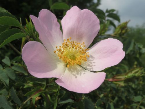 rosa canina dog rose blossom