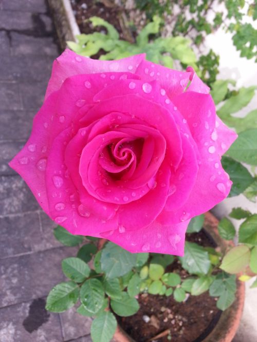 Pink Rose