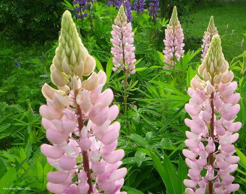 Pink Lupins