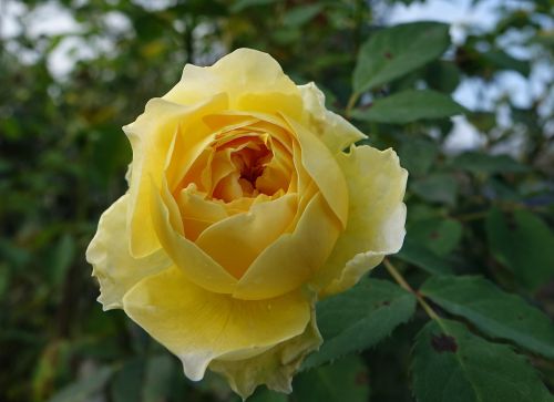 rosa multiflora rose yellow
