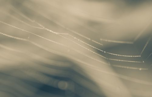 Dew On The Web (abstraction)