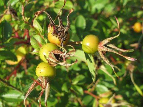 rosa spinosissima burnet rose hips