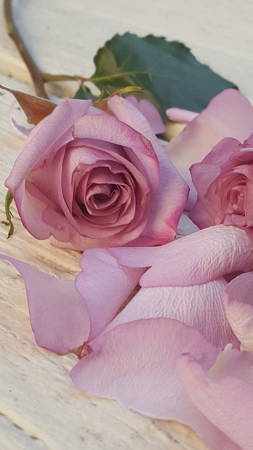 rosas  rose  romance