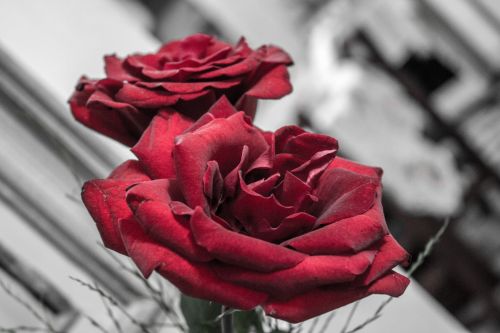 Red Roses