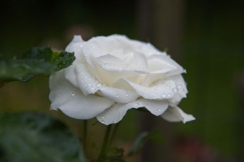 rose white drops