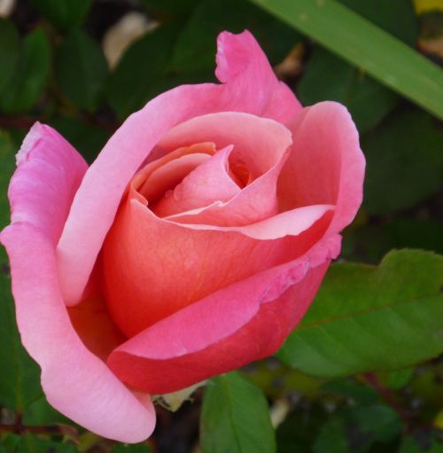 rose rose bud flower