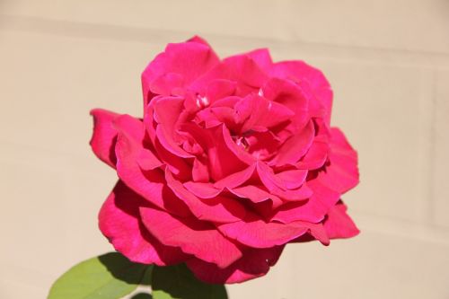 rose flower deep pink