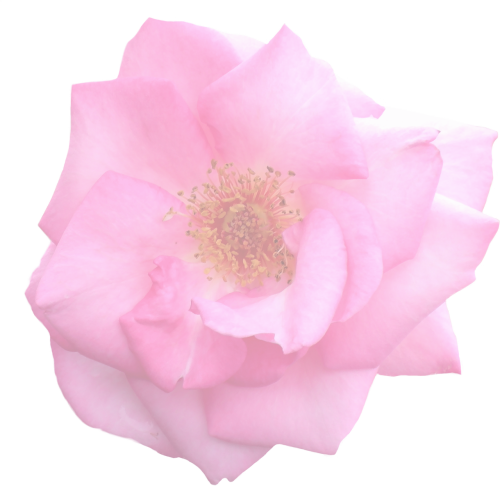 rose graphic isolated
