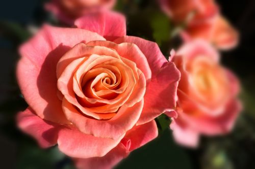 rose miss piggy bouquet