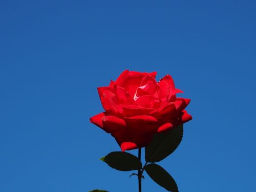 rose blue sky flowers
