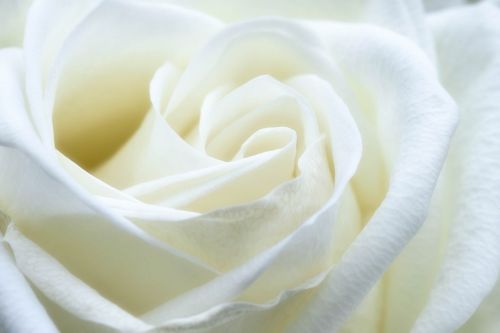 rose white flower