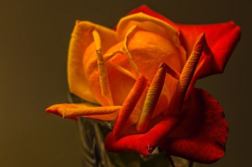 rose yellow romantic