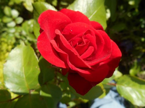 rose red rose flower