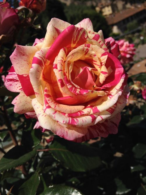rose florence natural