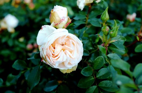 rose apricot blossom