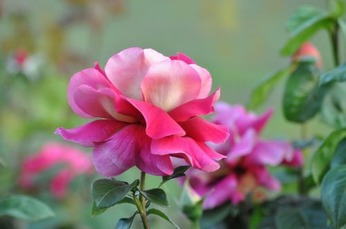 rose spring romantic