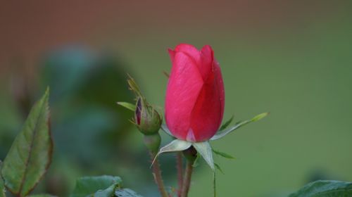 rose a rose flower