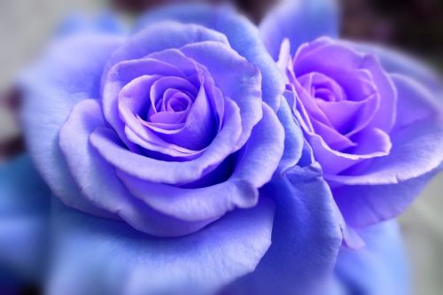 rose flower blue