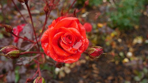 rose red rain